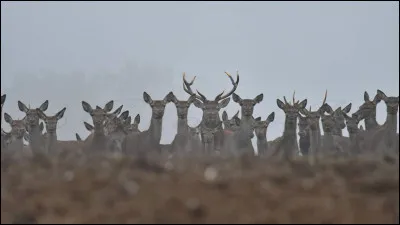 Chez les cervidés, qu'appelle-t-on un daguet.