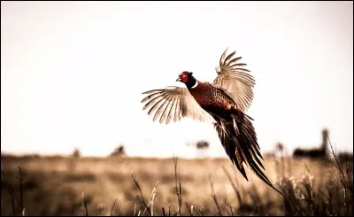 Quelle variété de faisans ne peut-t-on pas rencontrer dans nos bois à l'état sauvage ?