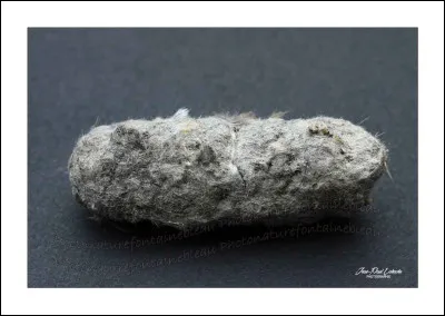 Quel est le nom des régurgitations des chouettes, hiboux et autres rapaces ?