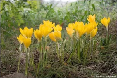 "Colchiques dans les prés / Fleurissent, fleurissent / Colchiques dans les prés / C'est la fin de l'été / La feuille d'automne / Emportée par le vent / En rondes monotones / Tombe en tourbillant..." sont les paroles d'une vieille chanson populaire. Par quel grand chanteur a-t-elle été reprise en 1977.