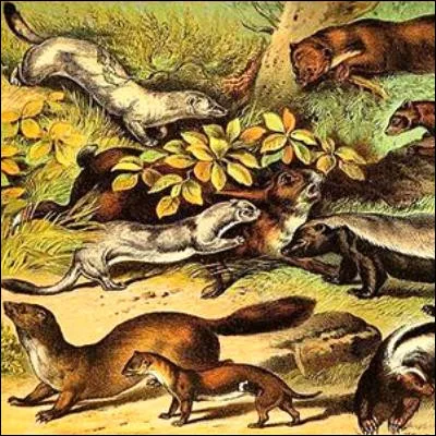 Lequel de ces mustélidés nexiste pas naturellement à létat sauvage ?