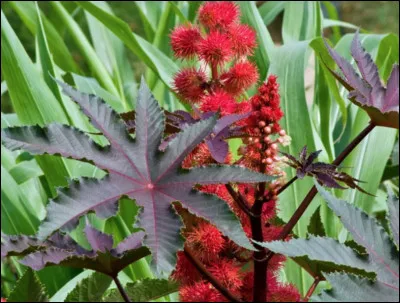 Quel est le nom de cette plante dont le fruit renferme des graines oléagineuses ?