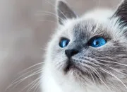 Test Quel nom de chat t'irait le mieux ?