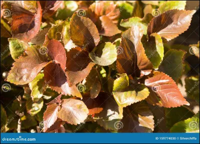 O&ugrave; peut-on trouver des feuilles de jacob&eacute;e ?