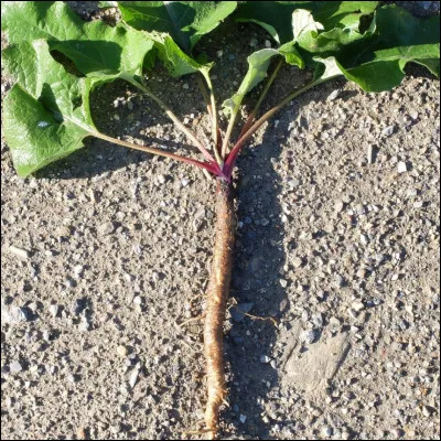 &Agrave; quoi sert la racine de glouteron ?