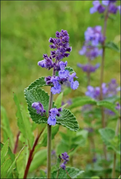 &Agrave; quoi sert la cataire ?