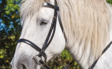 Quiz Chevaux