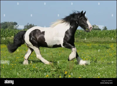 Quelle est cette race de cheval ?