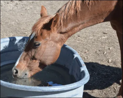 Combien de litres, les chevaux boivent-t-ils par jour ?