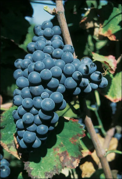 Quel est le cépage principal de l'appellation Marcillac ?