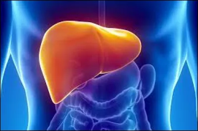 FOIE - Quelle branche de la médecine s'intéresse au foie et à ses maladies ?