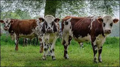 À quel duo doit-on ces paroles : "Les vaches rousses, blanches et noires sur lesquelles tombe la pluie/ Et les cerisiers blancs made in Normandie" ?