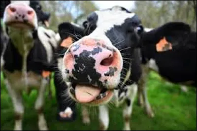 Durant quelle décennie a eu lieu la crise de la vache folle ?