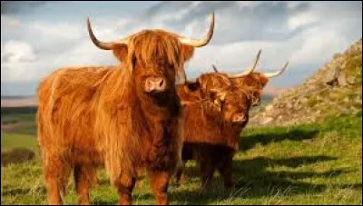 D'où sont originaire les vaches de la race Highland ?
