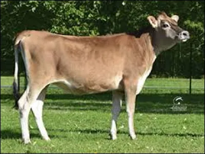 Comment appelle-t-on une vache femelle ayant plus de 6 mois et n'ayant pas encore vêlée ?