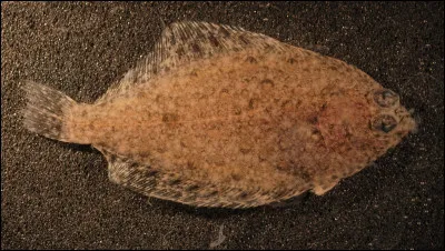 La SOLe est un poisson d'eau douce.