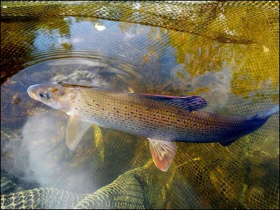 Pour la rattraper, vous pouvez toujours courir.