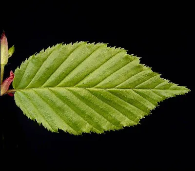 C'est le plus souvent la femme qui en fait commerce.