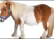 Test Quelle robe de cheval ou de poney est faite pour toi ?