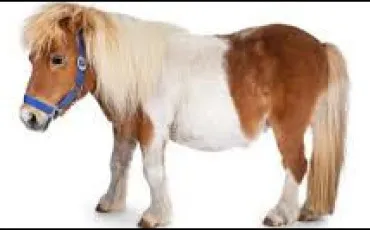 Quiz Test de personnalit