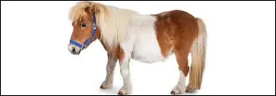 Quel est ton tempérament ?