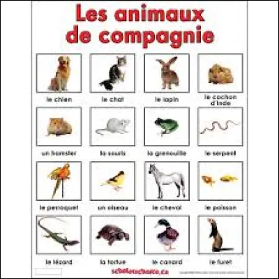 Voudrais-tu un animal ?