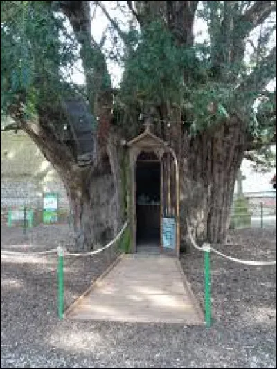 Vous avez ici l'un des deux ifs funéraires de La Haye-de-Routot. Village de l'arrondissement de Bernay, il se situe dans l'ancienne région ...
