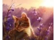 Quiz Connais-tu les noms des chats dans LGDC, cycle 3 ?