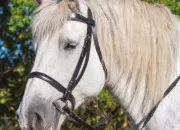 Quiz Quizz : Les chevaux (2)