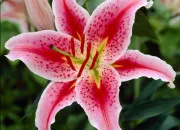 Quiz Connais-tu bien les fleurs ?