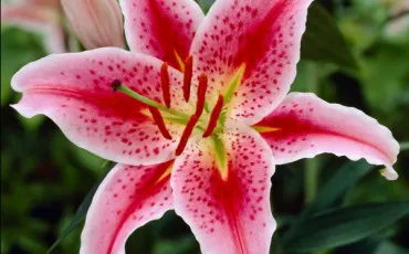Quiz Fleurs