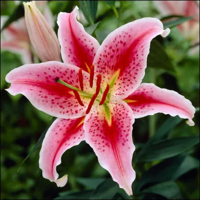 Quelle est cette fleur ?