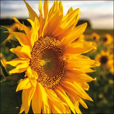 Quelle est cette fleur ?