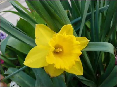 Et le nom de cette fleur est :