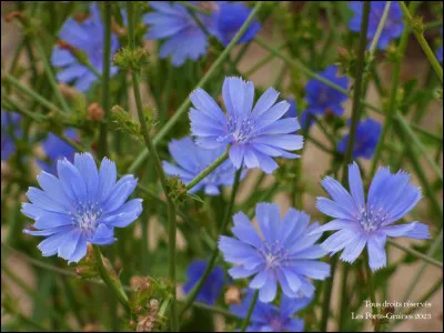 Quelle est cette fleur ?