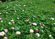 Test Quelle fleur es-tu ?