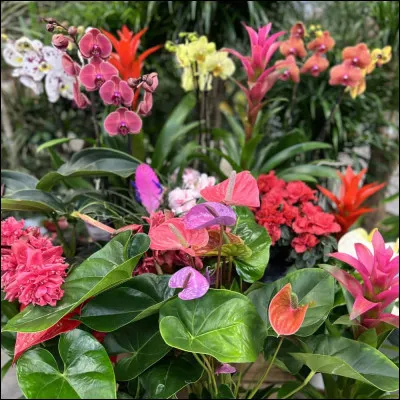 Aimes-tu les fleurs ?