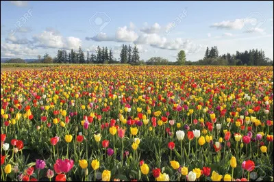 Quel nom de fleur pr&eacute;f&egrave;res-tu ?