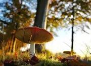 Quiz Quelques mots d�butant par 'My'