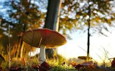 Quiz Culture g�n�rale