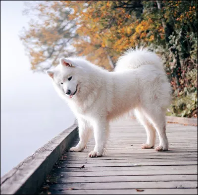 Quelle est la race de ce magnifique chien originaire de Russie ?