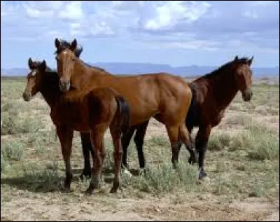 Laquelle de ces propositions désigne un cheval sauvage de l'ouest américain ?