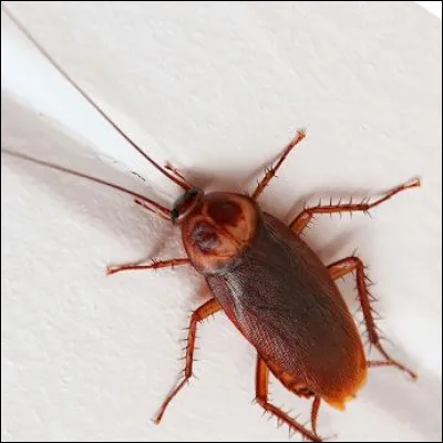 Quel terme n'est pas un autre nom du cafard ?