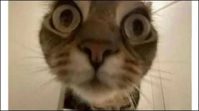 Dans une chanson française de 1953, qui donne la gougoute à son chat ?