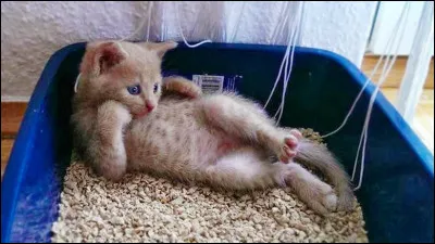 Cet animal est appelé "chat huant", trouvez son véritable nom !