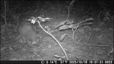 Le Chat est un film de Pierre Granier-Deferre, sorti en 1971, dans ce film un vieux couple se déchire, Julien ne peut plus supporter Clémence et vice-versa, quand Julien se prend d'amitié pour un chat, la haine atteint son paroxysme, qui sont les deux acteurs ?