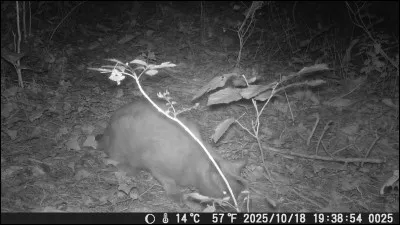 Quelle expression gastronomique est utilisée en parlant du chat ?