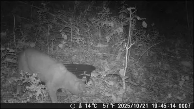 Dans quel recueil de Charles Perrault pouvez vous faire la connaissance du "Chat Botté" ?