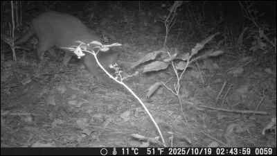 Qui a dit : Dieu a inventé le chat pour que l'homme ait un tigre à caresser chez lui ?