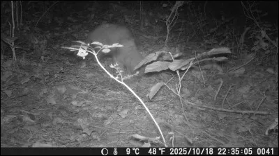 Quel jeu enfantin existe encore aujourd'hui ?